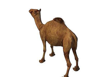 骆驼模型3d模型