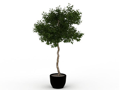 盆栽室内植物模型3d模型
