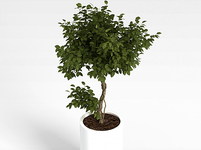 3d盆栽室内植物模型
