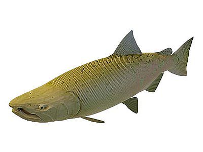 黄色鲶鱼模型