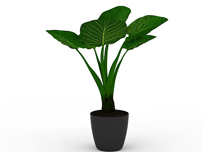 3d小型盆栽植物免费模型