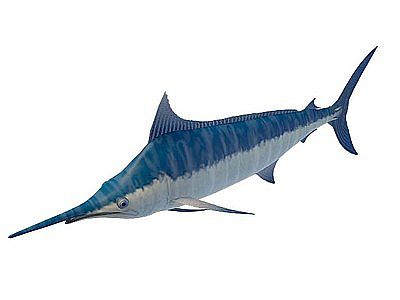 尖嘴鱼模型3d模型