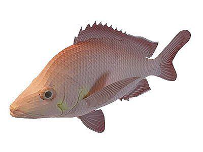 3d红色小鱼免费模型