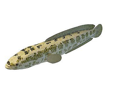 绿色斑纹鱼模型3d模型
