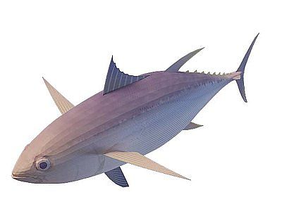 大肚鱼模型3d模型