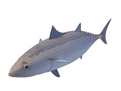 海洋鱼模型