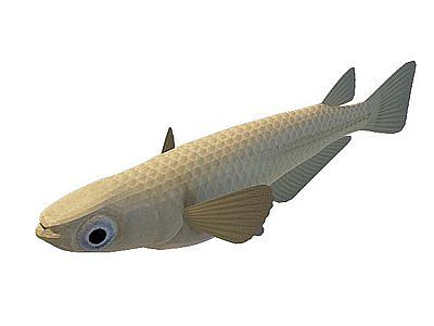 鱼类模型3d模型