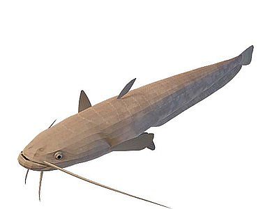 长须鱼模型3d模型