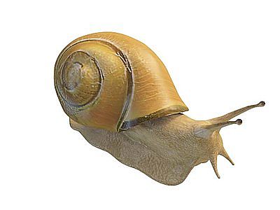 蜗牛模型3d模型