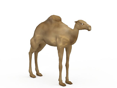 单峰骆驼模型