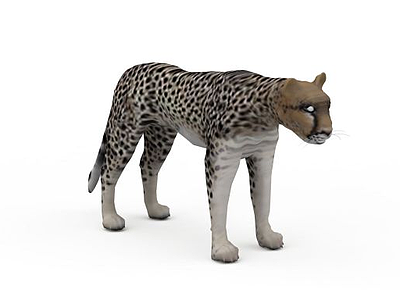 豹子模型3d模型