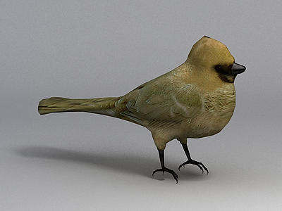 3d小鸟免费模型