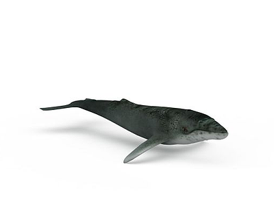 3d鲸鱼模型