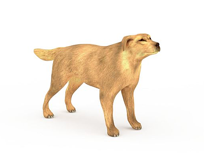 金毛寻回犬模型3d模型