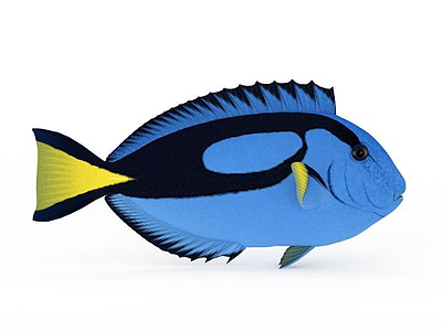蓝色七彩鱼模型3d模型