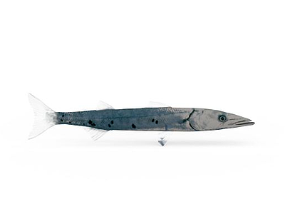 带鱼模型3d模型