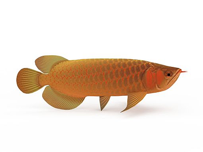 金鱼模型3d模型