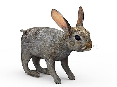 野生兔子模型3d模型