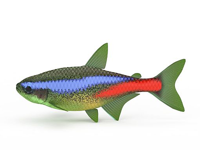 热带海鱼模型3d模型
