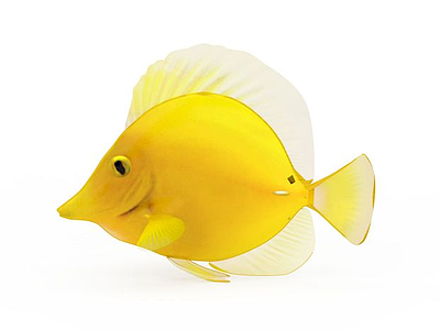 3d黄金鱼免费模型