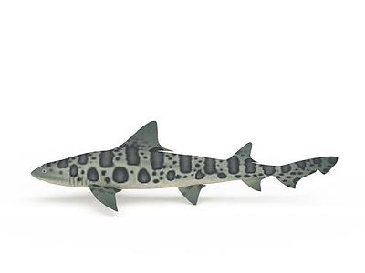 斑点鱼模型3d模型