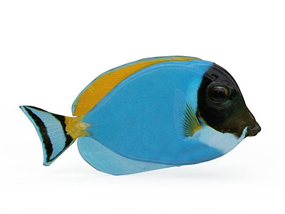 3d白胸刺尾鱼免费模型