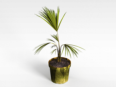 3d棕榈植物盆栽模型