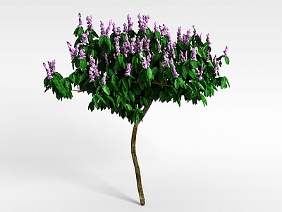 合欢树模型3d模型