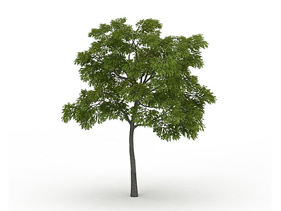 3d槐树免费模型