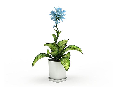 3d蓝色五瓣花盆栽模型