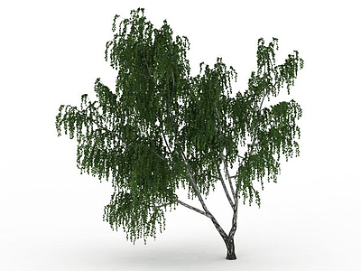3d杨树免费模型