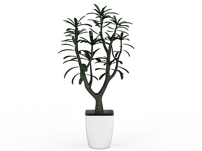 橡皮树盆栽模型3d模型