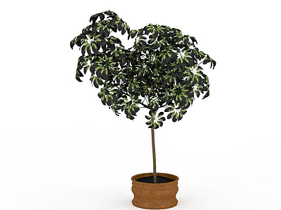 3d绿色发财树盆栽模型