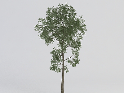 高大绿植模型3d模型