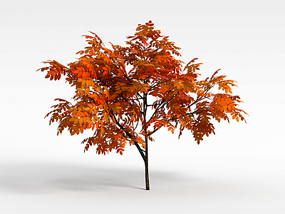 秋天黄叶槐树模型3d模型