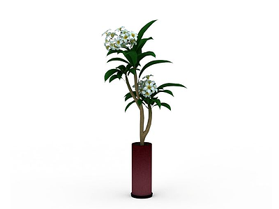 3d五瓣白花长叶植物模型