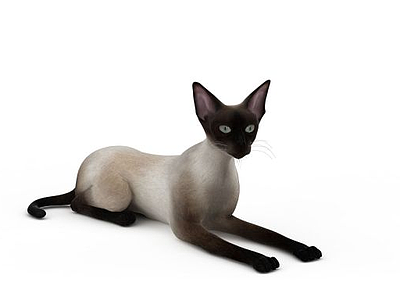 白色小猫模型3d模型