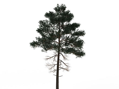 3d景观树木免费模型