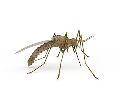 3d吸血蚊子免费模型