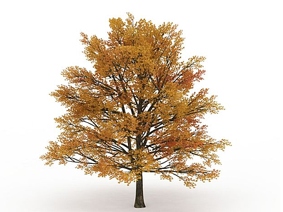 3d大型黄叶树木免费模型