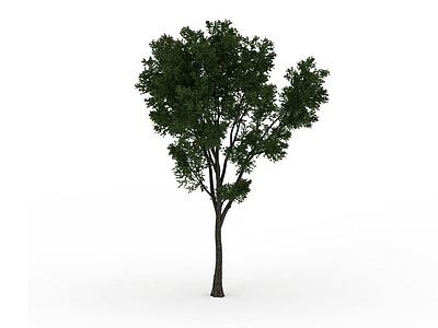 3d道路绿化树免费模型