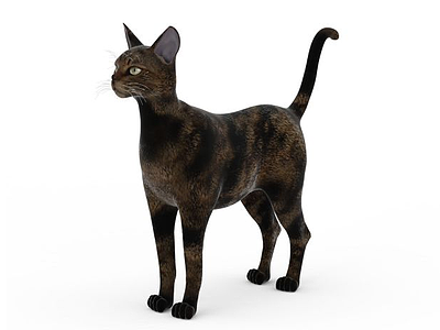 花纹猫模型3d模型