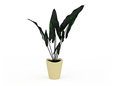 绿色观叶植物模型3d模型