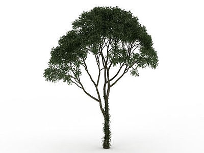 伞状树木模型3d模型