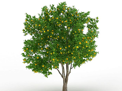 3d柠檬树果实模型