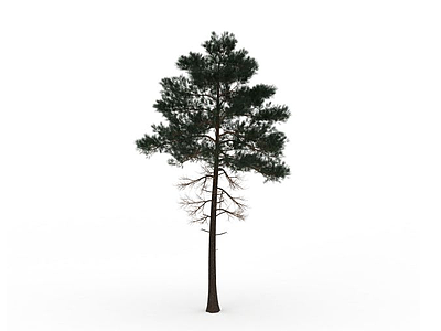 3d柏树植物免费模型