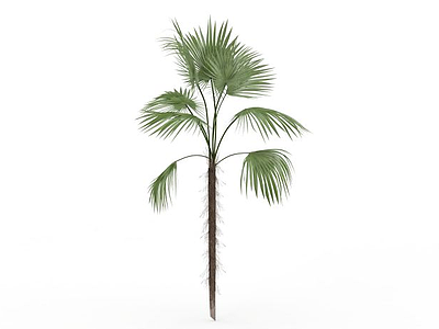 3d绿色棕榈树模型