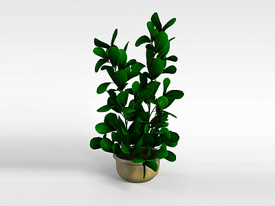 3d橡皮树盆栽模型