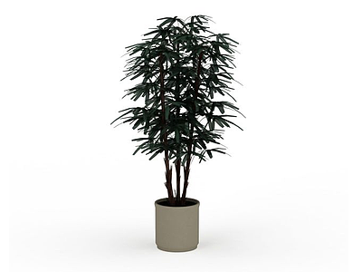 3d观赏竹盆栽模型