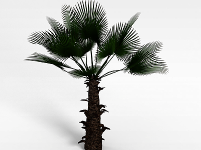 亚热带树模型3d模型